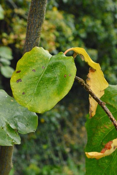 Tree following - the quince pauses