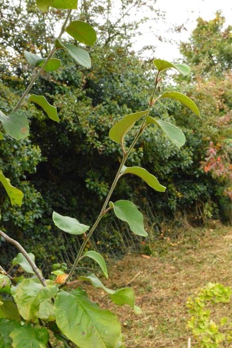 Tree following - the quince pauses