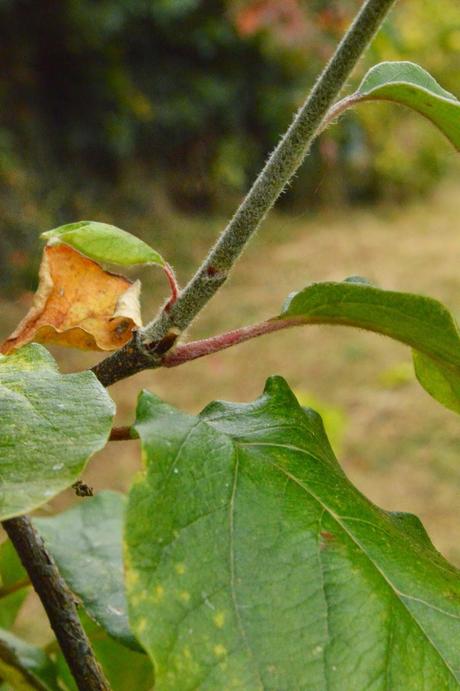 Tree following - the quince pauses