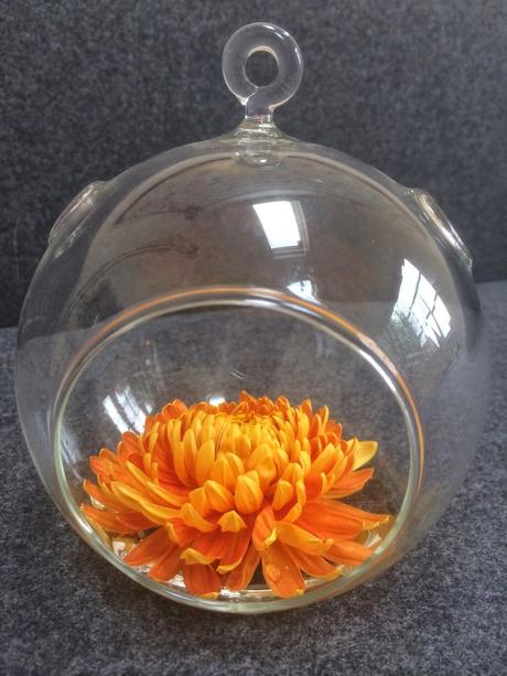 orange chyrsanthemum in a glass globe