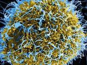 Avoid Ebola Contamination