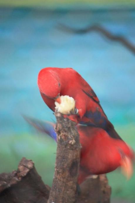 Taken on October 3, 2014 at the Mysore Zoo. 