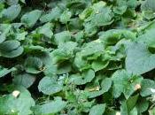 Brunnera Macrophylla