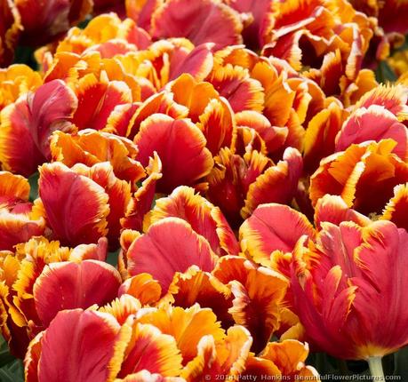 Brilliant Parrot Tulips © 2014 Patty Hankins