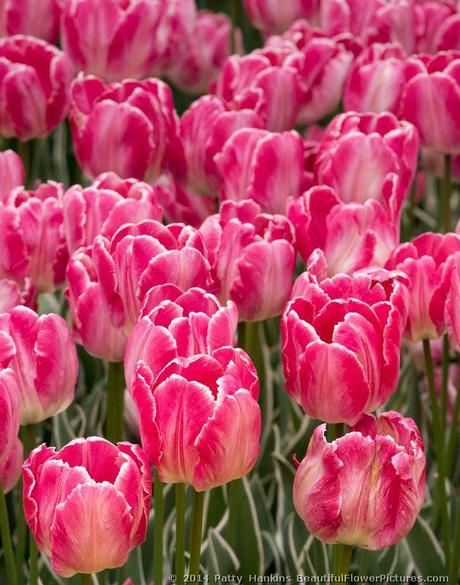 Carmine Parrot Tulip © 2014 Patty Hankins