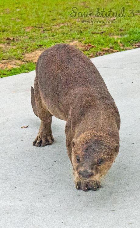 Otterly Cute Otter