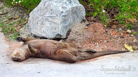 Otterly Cute Otter