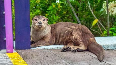 Otterly Cute Otter