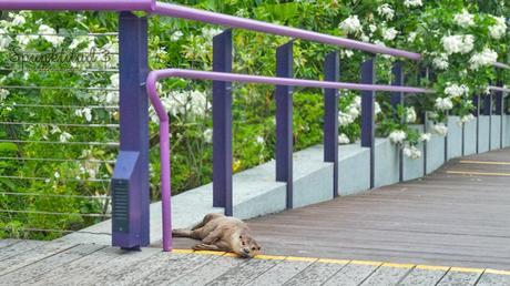 Otterly Cute Otter