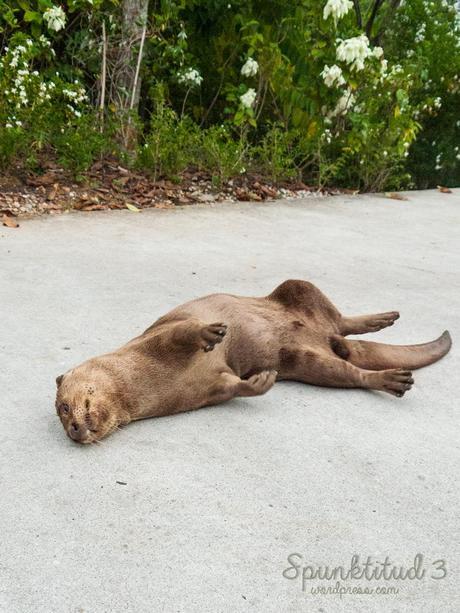 Otterly Cute Otter