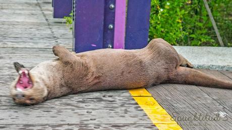 Otterly Cute Otter