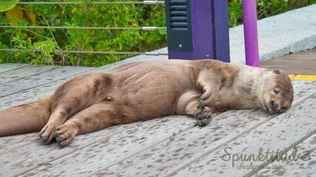 Otterly Cute Otter