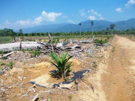 Massive forest conversion for oil palm plantations in Sandoval, Municipality of Bataraza