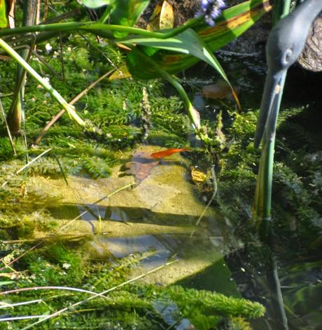 Goldfish and Pickerel Weed