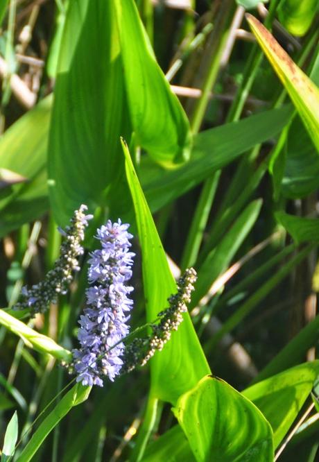 Goldfish and Pickerel Weed
