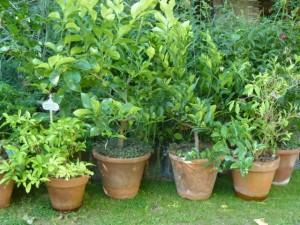 pots of citrus trees