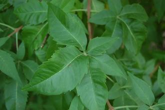 Vitex negundo Leaf (28/09/2014, Kew Gardens, London)