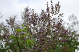 Vitex negundo Flower (28/09/2014, Kew Gardens, London)