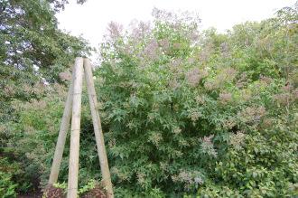 Vitex negundo (28/09/2014, Kew Gardens, London)