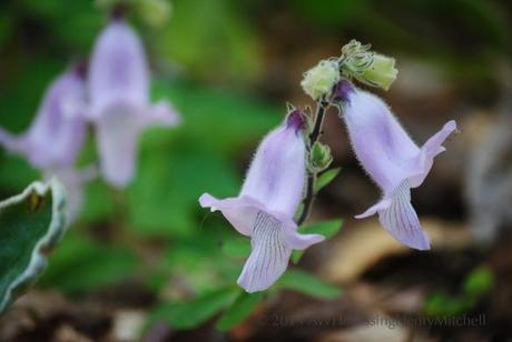 ceratotheca triloba african foxglove