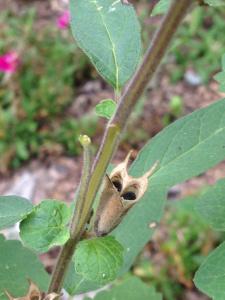 Ceratotheca triloba seed pod, ready to spill its contents.