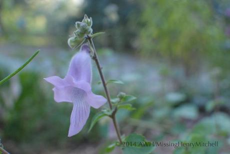 ceratotheca triloba african foxglove