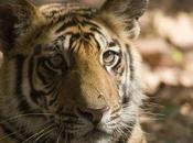 World Wildlife Populations ‘plummet’