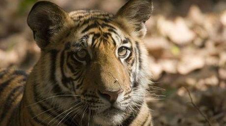 World wildlife populations ‘plummet’