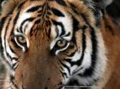 Wildlife Decline: Does Biodiversity Matter Anyway? Christian Science Monitor