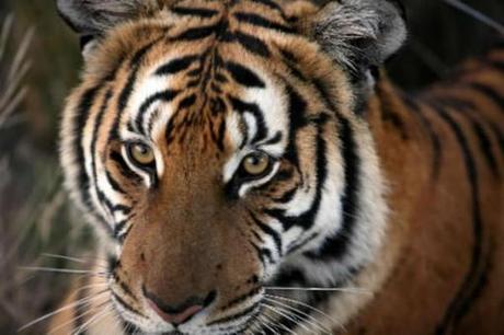 Wildlife decline: Why does biodiversity matter anyway? – Christian Science Monitor