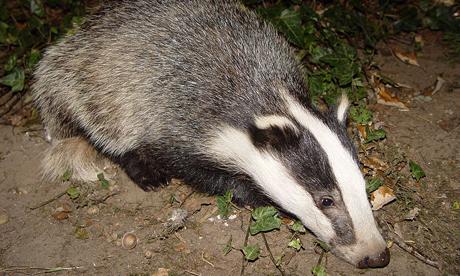 Sabotaging the Badger Cull