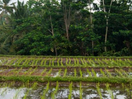 Rice paddies surrounding Gusde House