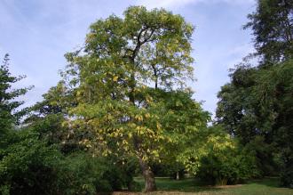 Phellodendron amurense (28/09/2014, Kew Gardens, London)