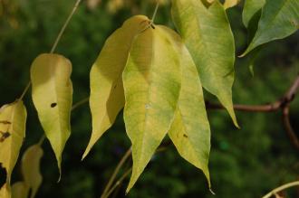Phellodendron amurense Leaf (28/09/2014, Kew Gardens, London)