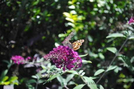 Painted lady (Vanessa cardui)?  on butterfly bush.