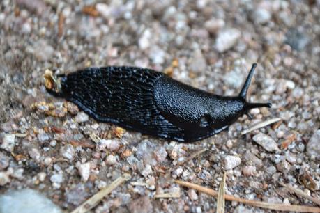 Road Trip in the Highlands Part One: Wildlife spotting in Rothiemurchus