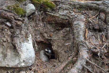 Road Trip in the Highlands Part One: Wildlife spotting in Rothiemurchus