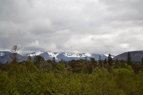 Road Trip in the Highlands Part One: Wildlife spotting in Rothiemurchus