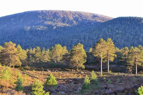 Road Trip in the Highlands Part One: Wildlife spotting in Rothiemurchus