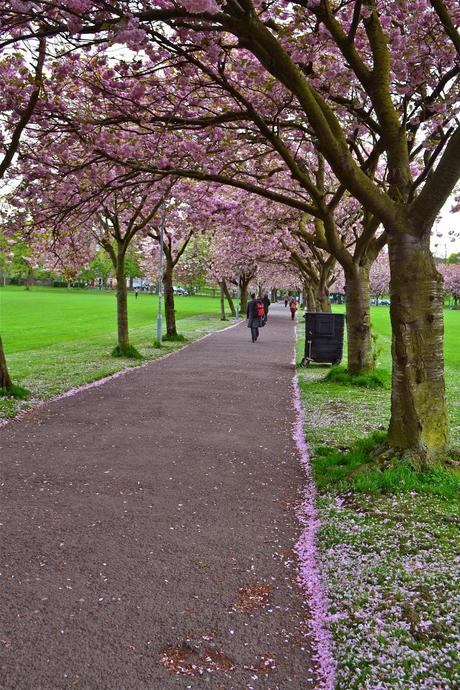 Edinburgh: Home for the Moment