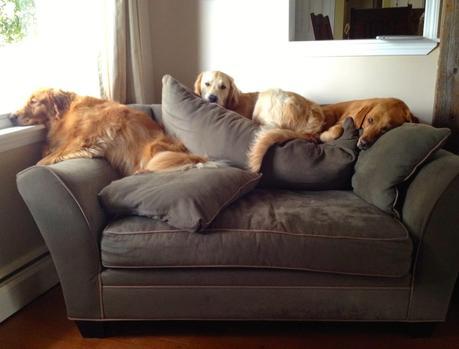 Three Spoiled Dogs and One Chair