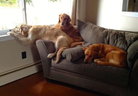 Three Spoiled Dogs and One Chair