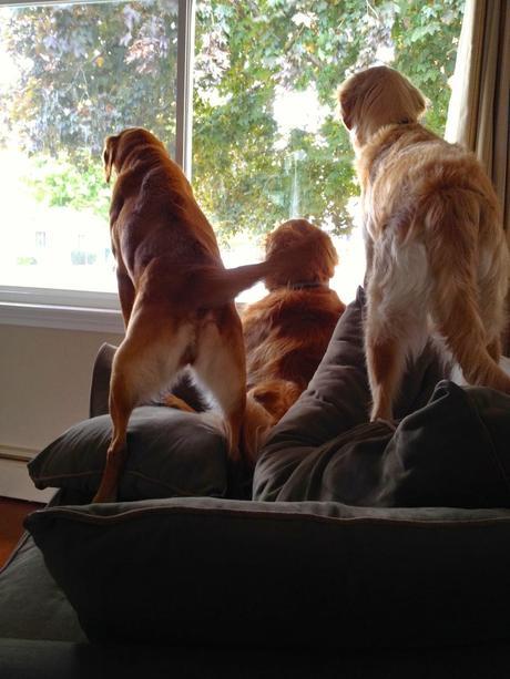 Three Spoiled Dogs and One Chair