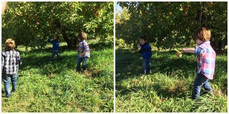 boys picking apples collage