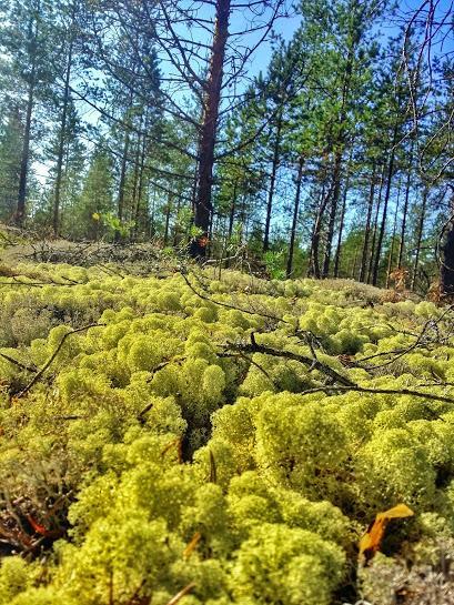 Green moss can be found on parts of the trail while hiking along the Siiponjoki near Kalajoki in Finland.
