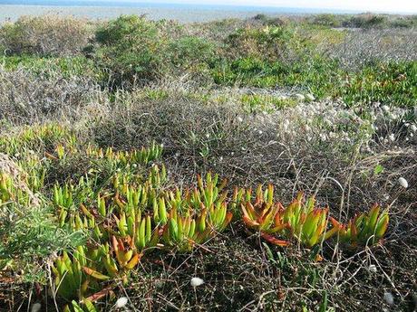 Turning to Darwin to Solve the Mystery of Invasive Species