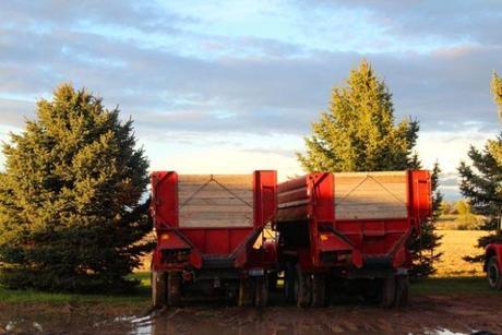 potato trailers