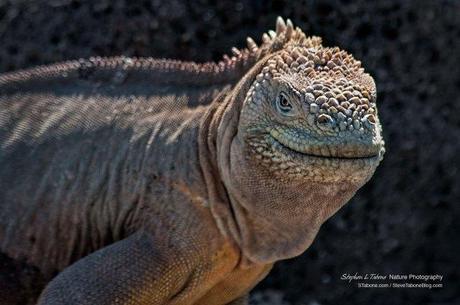Galapagos-Land-Iguana-wL