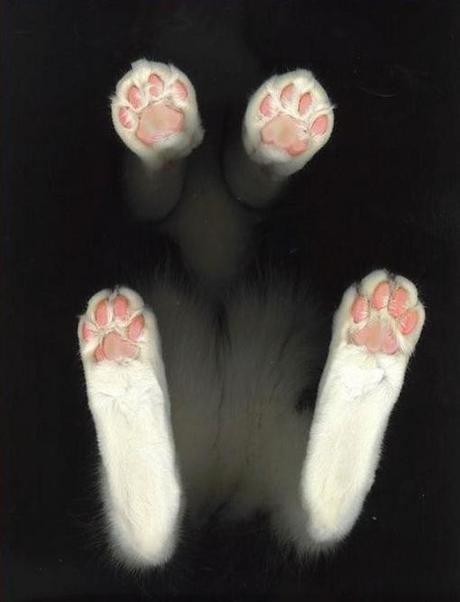 Top 10 Funny Images of Cats Paws
