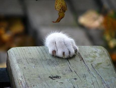 Top 10 Funny Images of Cats Paws